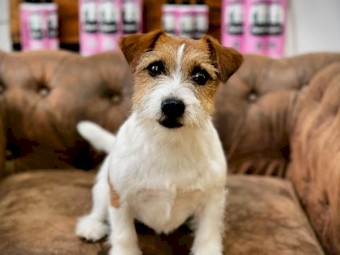 Jack Russell Puppies for sale