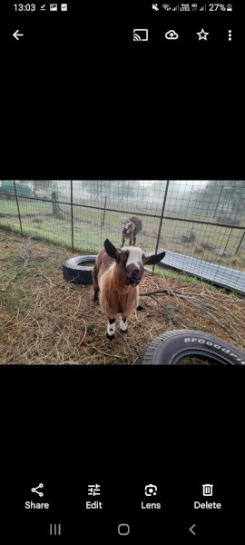 2 female goats and wether 