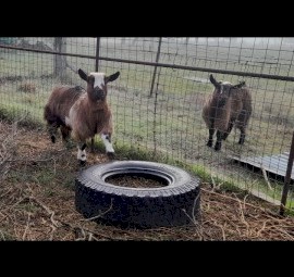 2 female goats and wether 