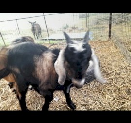 2 female goats and wether 