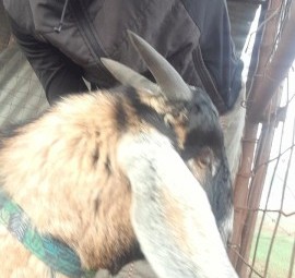 2 female goats and wether 