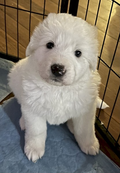 Purebred Maremma Puppies 