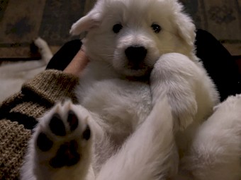 Purebred Maremma Puppies 