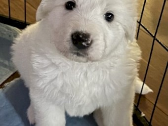 Purebred Maremma Puppies 