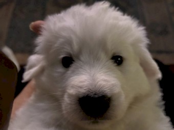Purebred Maremma Puppies 