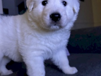 Purebred Maremma Puppies 