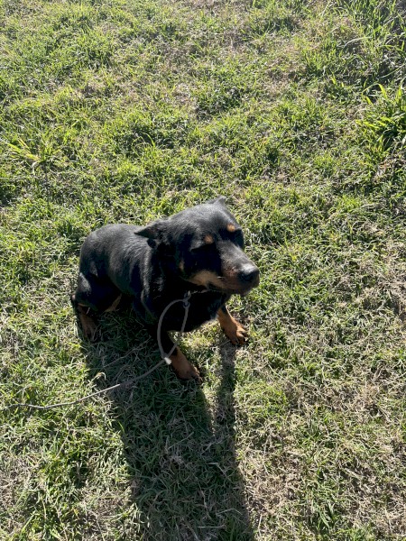 Kelpie Bitch black and tan