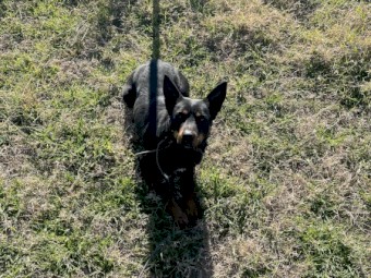 Kelpie Bitch black and tan