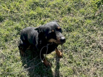 Kelpie Bitch black and tan