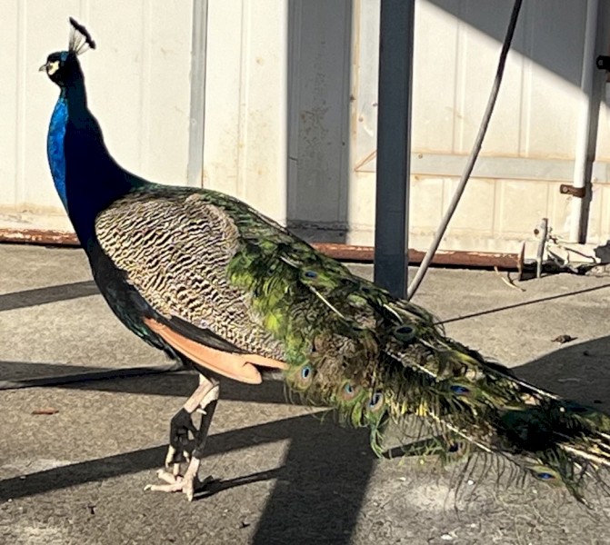 Peacocks and Peahens For Sale