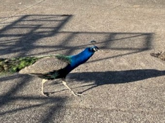 Peacocks and Peahens For Sale