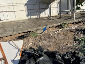 Peacocks and Peahens For Sale