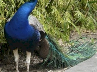 Peacocks and Peahens For Sale