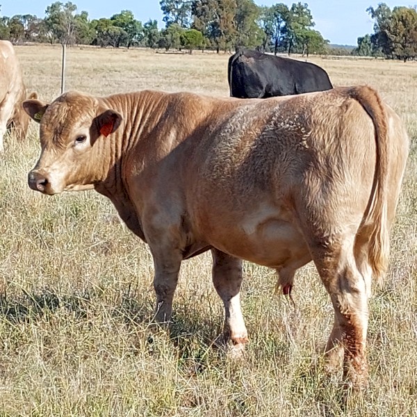 Angus x Charolais yearling Bull 13 months | Farm Tender