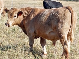 Angus x Charolais yearling Bull 13 months 