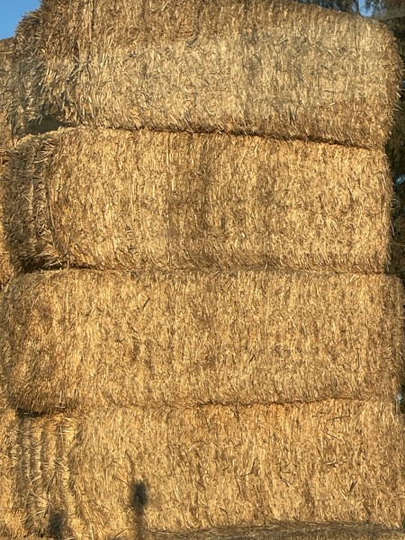 Canola header tailings