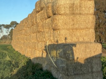 Canola header tailings