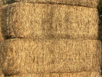 Canola header tailings