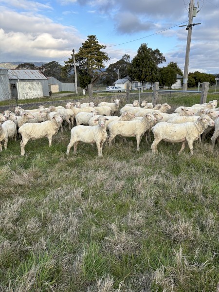50 Young merino ewes