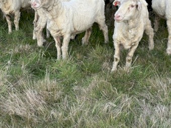 50 Young merino ewes