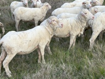 50 Young merino ewes