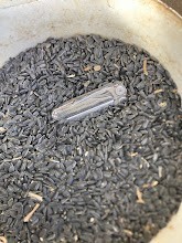 50mt Certified Organic Black Sunflowers