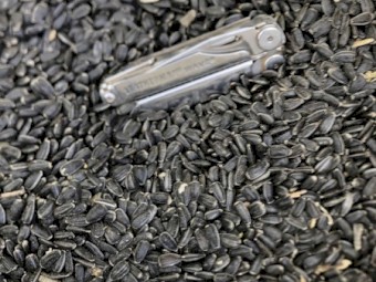 50mt Certified Organic Black Sunflowers