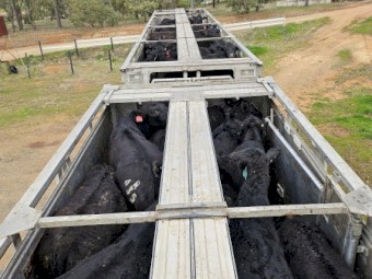 2006 Shanks B Double Cattle Trailers