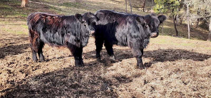 Highland cross galloway