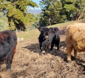 Highland cross galloway