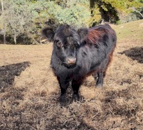 Highland cross galloway