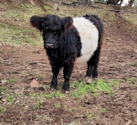 Highland cross galloway
