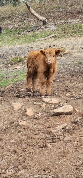 Highland bull calf