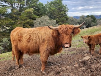 Highland bull calf