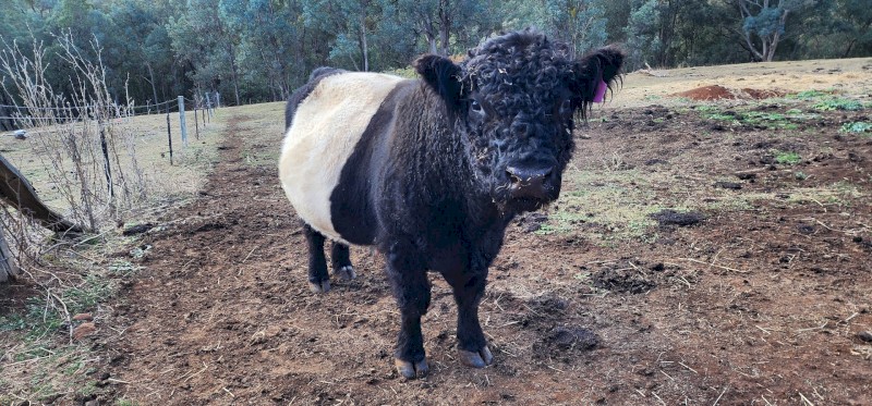 Galloway bull