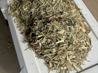 Awnless Cereal/Grass Hay