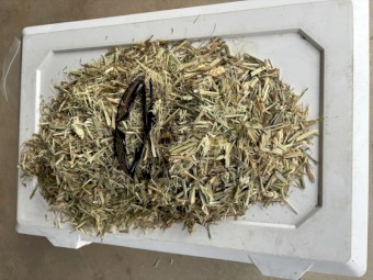 Awnless Cereal/Grass Hay