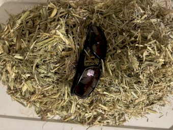 Awnless Cereal/Grass Hay