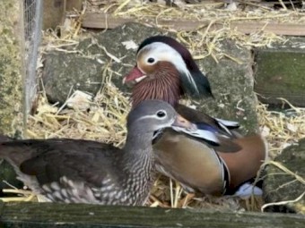 mandarin duck pair