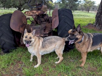 WANTED: Small farm house to rent - Echunga/Hahndorf (Anywhere within 1 hr of Adelaide area)