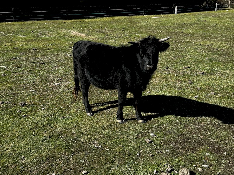 Dexter heifers for sale