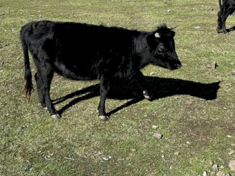 Dexter heifers for sale