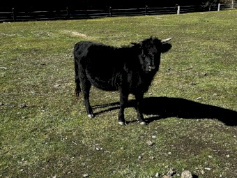 Dexter heifers for sale