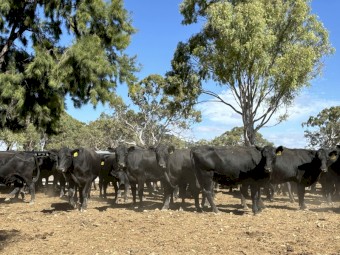 WANTED Lease Country