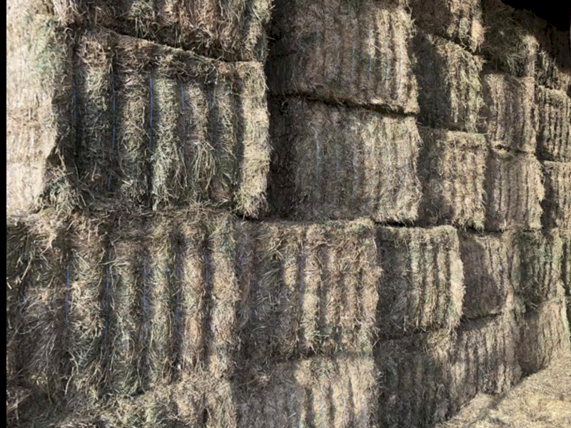 Vetch hay ,  2023 season 