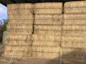 Vetch hay ,  2023 season 