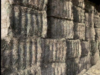 Vetch hay ,  2023 season 