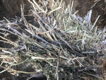 Vetch hay ,  2023 season 