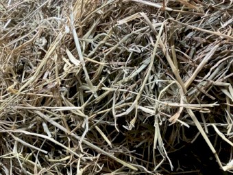 150 x Meadow Hay and  Rye Clover