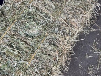 150 x Meadow Hay and  Rye Clover